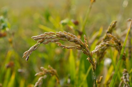 Rice cob