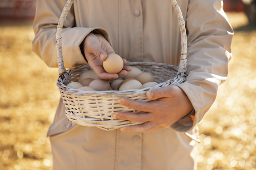 organic eggs in basket