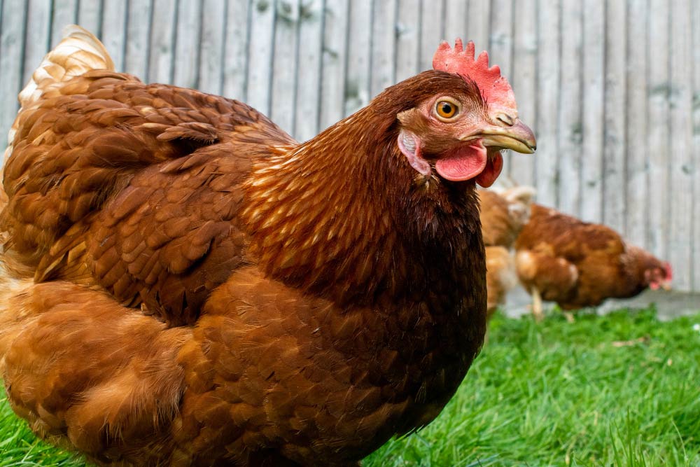 Hen in a garden