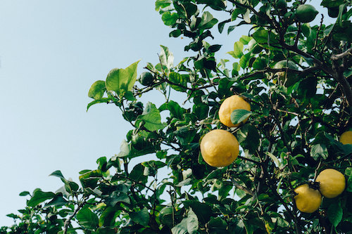 lemon tree