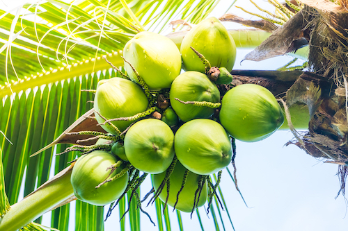 coconut on coconut palm