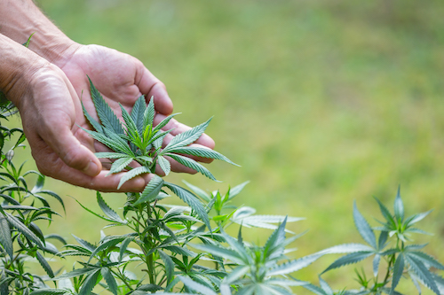 cook-with hemp-oil