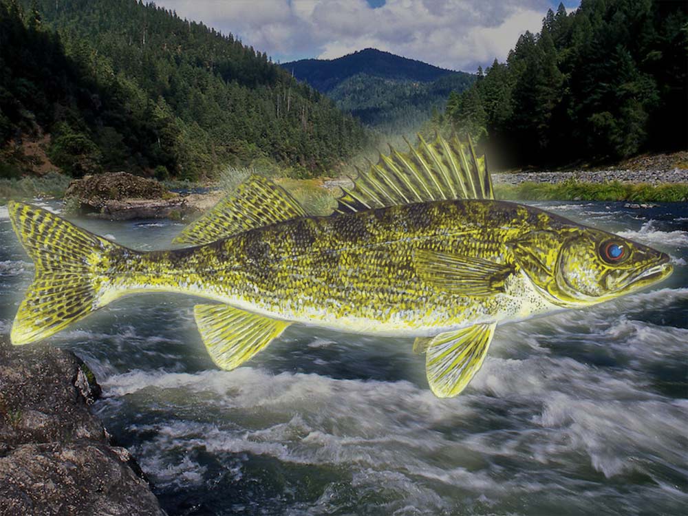 What is the flavor of golden fish