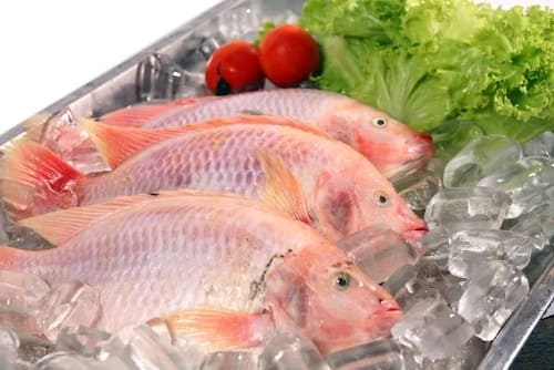 snapper fish