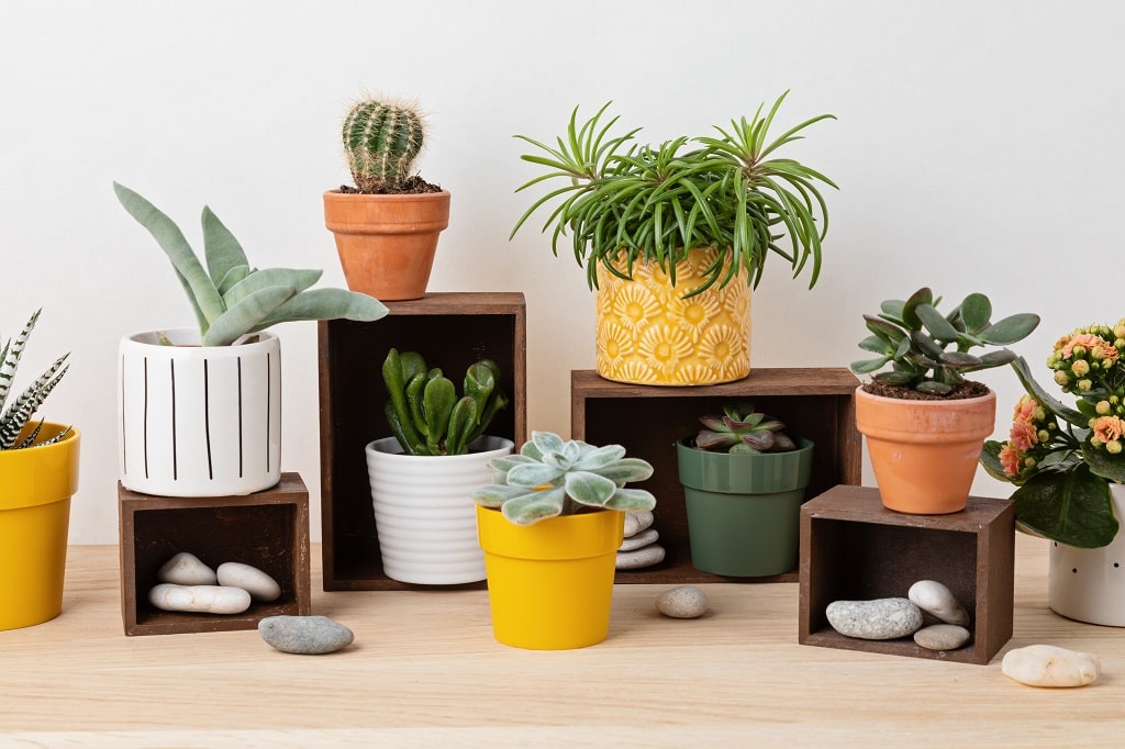 Clay pots for cooking