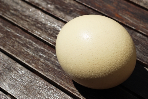 eggshell-ostrich
