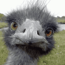 ostrich