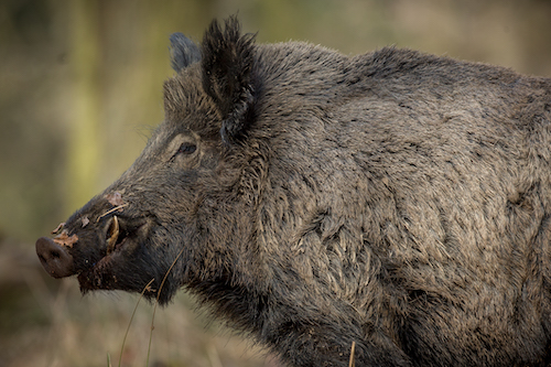 boar