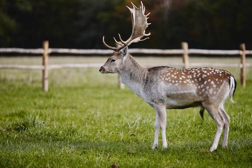 The elk