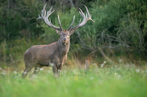 The taste of deer