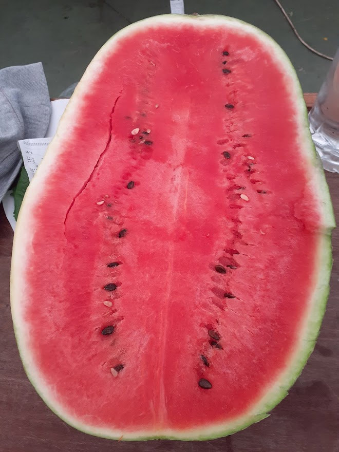 Watermelon