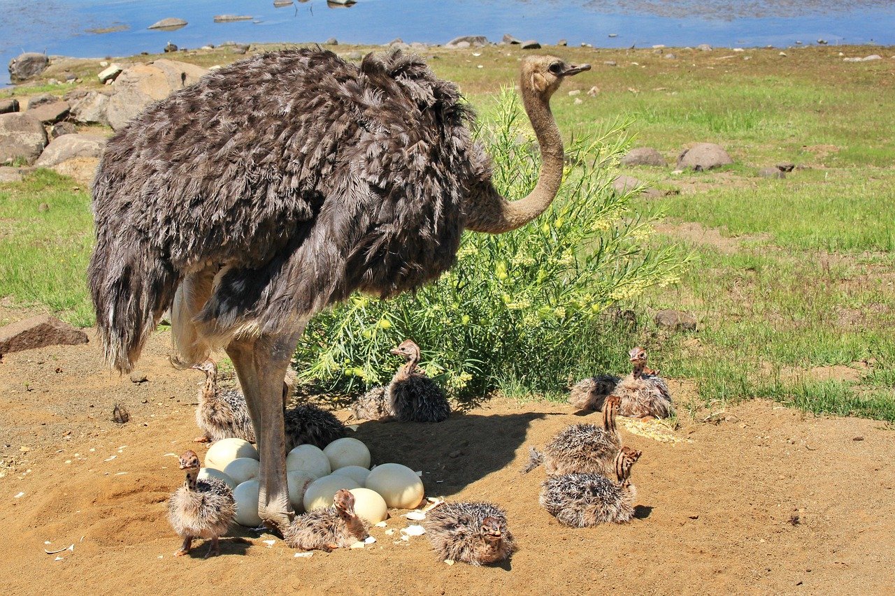 What does an ostrich egg taste like?