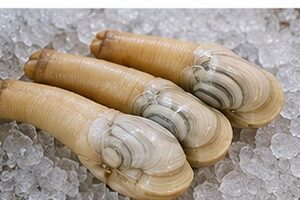 What does geoduck taste like?